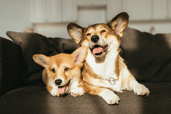 pet chiropractic pet chiropractic