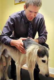 Animal Chiropractor- chiropractic adjustment for dogs