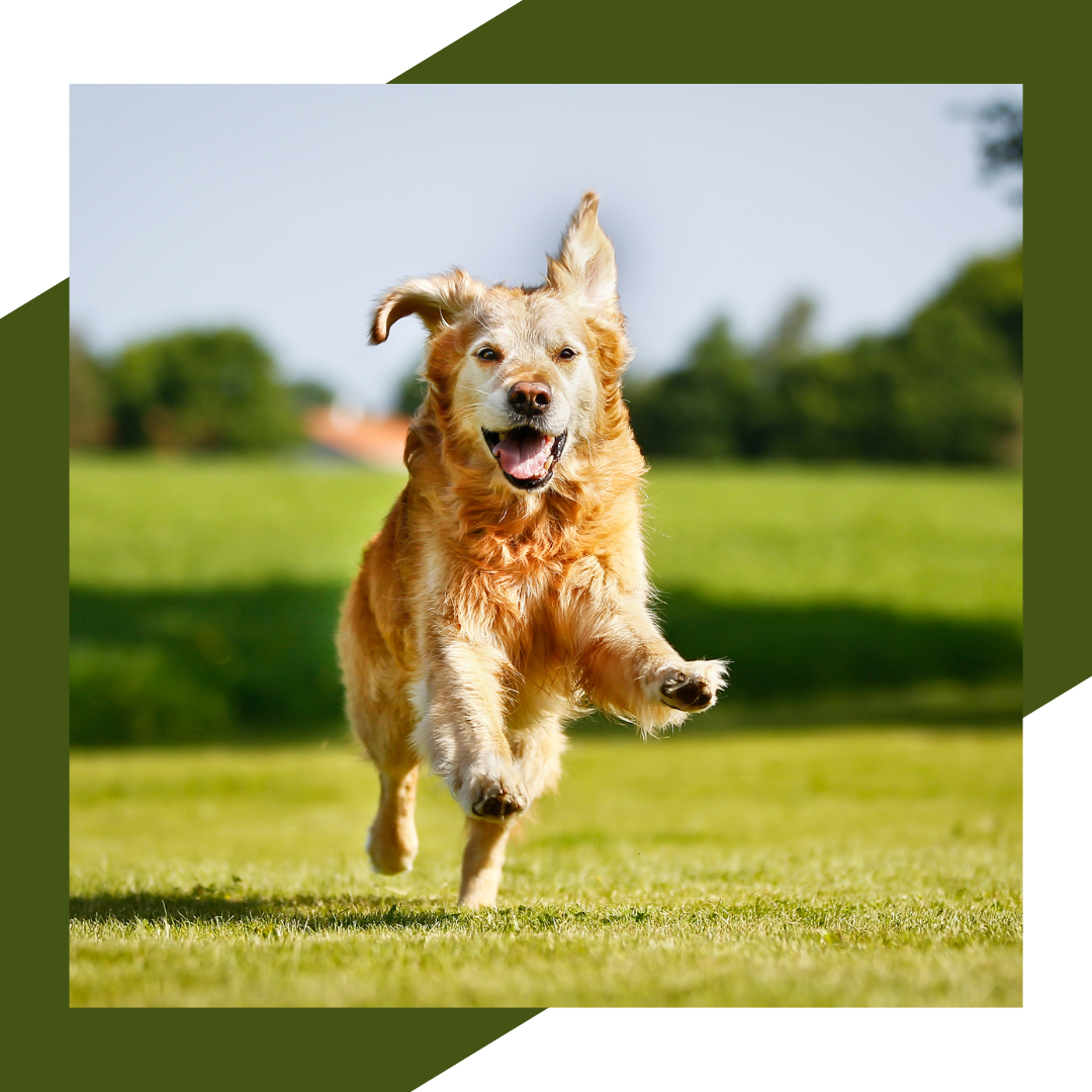 Lower Back Pain In Dogs Rising Sun Chiropractic Weight Loss